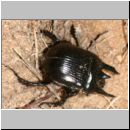 Typhoeus typhoeus - Stierkaefer m05.jpg